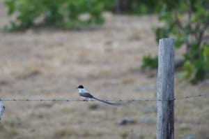 Fork-tailed Flycatcher - D. Monkman 