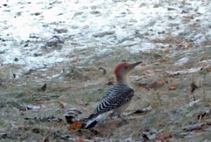 Red-bellied Woodpecker -Kingsley Hubbs - Nov. 23, 2015 - Gannons Narrows