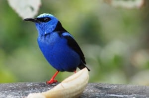 Male Red-legged Honeycreeper feeding on a banana - Drew-Monkman