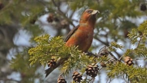 Red_Crossbill - male - Wikimedia 