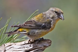 Red Crossbill (Female), Cabin Lake Viewing Blinds, Deschutes National Forest, Near Fort Rock, Oregon