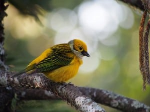 Silver-throated Tanager in Cecropia tree - Drew Monkman 