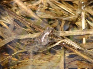 Spring Peeper - John Urquhart