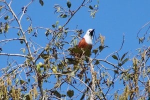 Three-wattled Bellbird - D. Monkman 