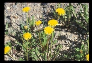 Dandelions 