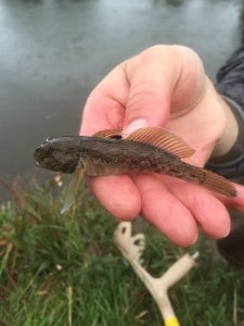 Adult Round Goby in hand - Special to the Examiner