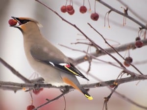 Bohemian Waxwing  - Cow Island - Jan. 24, 2015 - via Sylvia Cashmore 