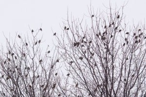 Bohemian Waxwings - Cow Island - Jan. 24, 2015 - via Sylvia Cashmore 