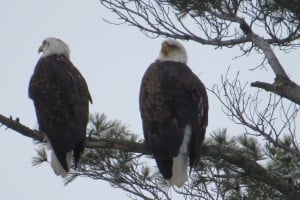 Bald Eagles - Jan. 24, 2015 - Lock 24 - Tom Northey