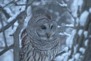 Barred Owl - Brian Tinker - Jan. 29, 2016 - Warkworth