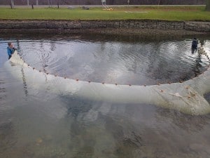 Devin Fischer (left) and Chelsea May pulling a seine net in the Trent Canal. - Special to Examiner