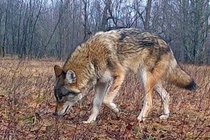 Eastern Wolf 2 - Carnarvon, ON - Dec. 25, 2015 - Gord Harrison