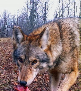 Eastern Wolf - Carnarvon, ON - Dec. 25, 2015 - Gord Harrison