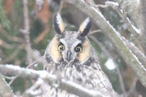 Close-up of Long-eared Owl - Jan. 3, 2015 - Wildlark Drive, PTBO - Murray Palmer 