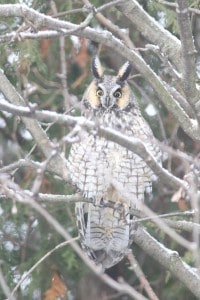 Long-eared Owl - Jan. 3, 2015 - Wildlark Drive, PTBO - Murray Palmer