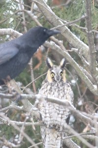 Long-eared Owl being harrassed by a crow - Murray Palmer 