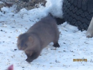 Mink - Keene - Jan. 23, 2016 - Michael Gillespie