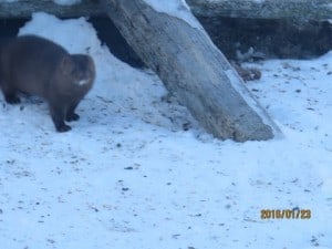 Mink (note white chin) - Keene - Jan. 23, 2016 - Michael Gillespie