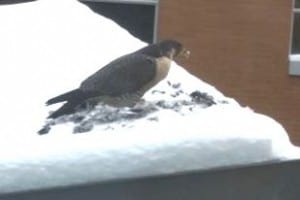 Peregrine eating Rock Pigeon - Loree Stephens 2 - Jan. 13, 2015 - PRHC