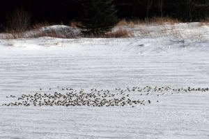 Flock of Snow Buntings