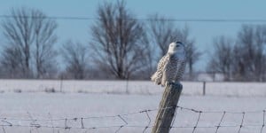 Snowy Owl - Woodville - Jan. 23, 2015 - Tim Corner