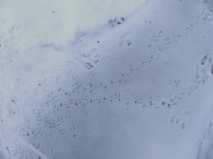 Tracks of Mourning Dove, American Goldfinch, Eastern Cottontail - Don McLeod