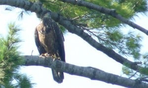 Immature (juvenal) Bald Eagle - Drew Monkman