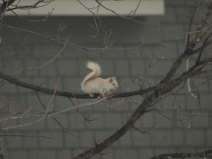 Leucistic Red Squirrel - Stony Lake, March 2014 - Lucy Lowes 