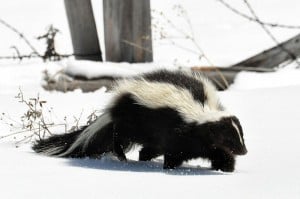 Striped Skunk - Wikimedia 