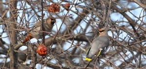 Bohemian Waxwings - Feb. 2016 -  Nima Taghaboni