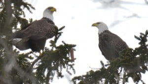Bald Eagles - Jan. 31, 2016, Simmons Ave, Peterborough - Trudy Gibson