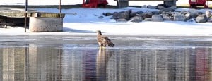 Immature Bald Eagle - Otonabee River - Feb. 2016 - Nima Taghaboni