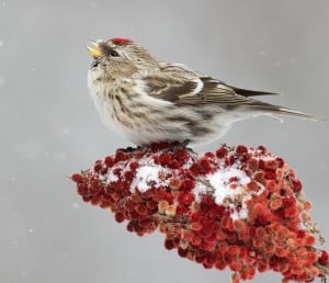 Common redpolls may show up at feeders in the Kawarthas this winter - Missy Mandel 