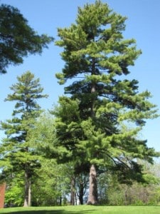 White Pines  at Pioneer Park in Peterborough - Peter Beales 