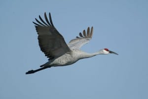 Sandhill Crane (Wikimedia) 