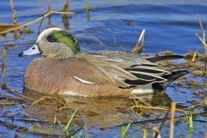 American Wigeon - Alan D. Wilson 