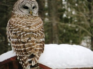 Barred Owl - Judy Watts - Big Gull Lake - Feb. 27, 2016