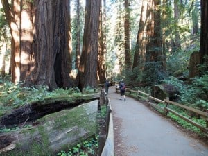 Walking through the towering redwoods of Muir Woods (Photo: Drew Monkman)