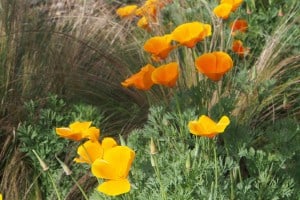  California Poppies, the state's official flower - Drew Monkman  