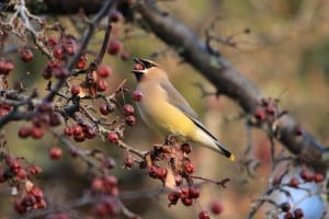 Cedar Waxwing - March 2016 - Jeff Keller 