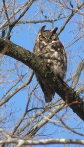 Great Horned Owl - Fleming Campus in Peterborough - Drew Monkman 