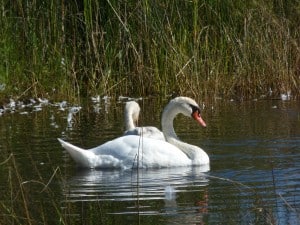 Mute Swan - Sept. 26, 2016 - Drew Monkman 