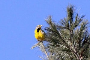 Eastern Meadowlark - March 20, 2016 -Gwen Forsyth