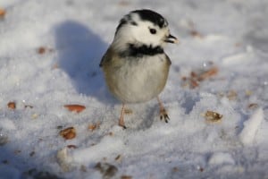 A leucistic Black-capped Chickadee in Bridgenorth - Jeff Keller 