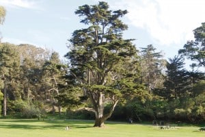 Monterey Cypress in Golden Gate Park (Photo: Drew Monkman)