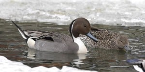 Pair of Northern Pintail - Karl Egressy 