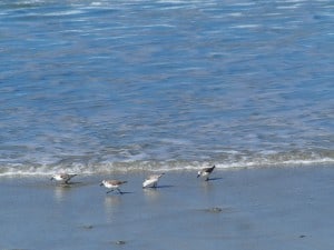 Sanderlings on beach near Pebble Beach - Drew Monkman 