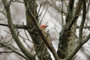 Red-bellied Woodpecker - March 2016 - Jeff Keller