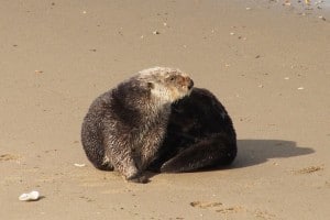 Sea Otter at Moss Landing - Drew Monkman 