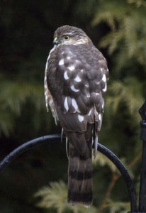 Sharp-shinned Hawk - Kingsley Hubbs